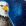 Peinture acrylique texturée d'un aigle de profil sur fond bleu nuit - LiliFlore 2016